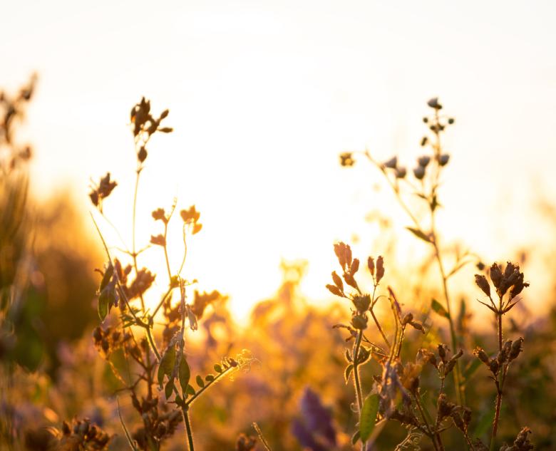 Plantes dans un champ